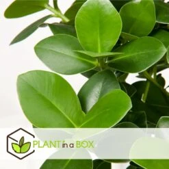 Plantes D'intérieur Purificatrices D'air - Mix De 5 - Pot 12cm - Hauteur 25-40cm 14 Plantes D'intérieur Purificatrices D'air - Mix De 5 - Pot 12cm - Hauteur 25-40cm -Grasses Fleurs Soldes Boutique 645a3a1057bee5.82607772