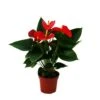 Fleur De Flamant Rose "sierra Red" Anthurium Andreanum Rouge 14cm 1 Fleur De Flamant Rose "sierra Red" Anthurium Andreanum Rouge 14cm -Grasses Fleurs Soldes Boutique 6462274c9e2818.63341582