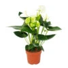 Fleur De Flamant Rose "sierra White" Blanc Anthurium Andreanum 14cm 2 Fleur De Flamant Rose "sierra White" Blanc Anthurium Andreanum 14cm -Grasses Fleurs Soldes Boutique 6462274e5959e8.64719841