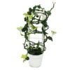 Bougeoir Grimpant - Ceropegia Sandersonii - Pot De 12cm -Grasses Fleurs Soldes Boutique 6462275589a231.14422359