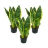 Lot De 3 Sanseveria Laurentii Trafasciata - Chanvre Vert-jaune - Pot De 9cm, Hauteur Totale Env. 20-25cm -Grasses Fleurs Soldes Boutique 646228a4c300a8.33416928