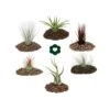 6 Tillandsias Différentes Dans Un Ensemble -Grasses Fleurs Soldes Boutique 646228a7ce8ab7.86403317