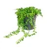Pois Sur Ruban - Senecio Herreanus En Pot De 12cm 2 Pois Sur Ruban - Senecio Herreanus En Pot De 12cm -Grasses Fleurs Soldes Boutique 646228b40091b1.73074054