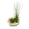 Tillandsias Sur Le Rocher De Zanzibar - Xl - 3 Plantes -Grasses Fleurs Soldes Boutique 646228bb2024b5.62431438