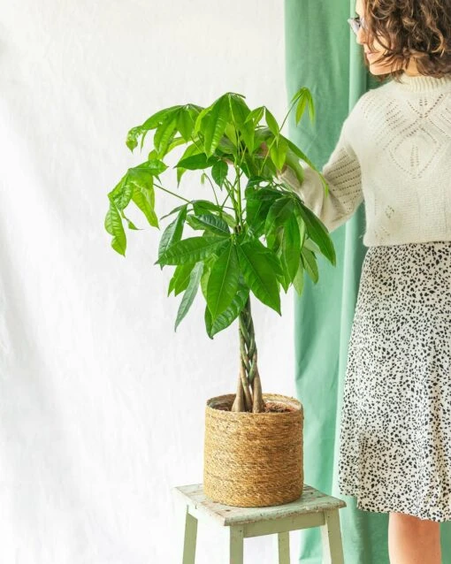 Plante D'intérieur - Grand Pachira 65cm 6 Plante D'intérieur - Grand Pachira 65cm -Grasses Fleurs Soldes Boutique 64773f1f669ae7.30398720