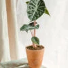 Plante D'intérieur - Alocasia Pink Dragon 25cm 2 Plante D'intérieur - Alocasia Pink Dragon 25cm -Grasses Fleurs Soldes Boutique 64773f206f7674.56265228