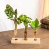 Plante D'intérieur - Trio De Mini Plantes En Hydroculture Sur Socle 11cm -Grasses Fleurs Soldes Boutique 64773f32ed4b83.14704554