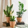 Plante D'intérieur - Trio De Plantes - Easy Care | Entretien Facile 35cm -Grasses Fleurs Soldes Boutique 64773f37c7a945.91423082