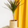 Plante D'intérieur - Dracaena Marginata Magenta 55cm -Grasses Fleurs Soldes Boutique 64773f46ced259.78340686