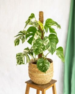 Plante D'intérieur - Monstera Deliciosa Variegata Xl 80cm -Grasses Fleurs Soldes Boutique 64773f5ba4fa07.43501914