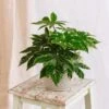 Plante D'intérieur - Fatsia Japonica 22cm -Grasses Fleurs Soldes Boutique 64773f60abae90.96488972