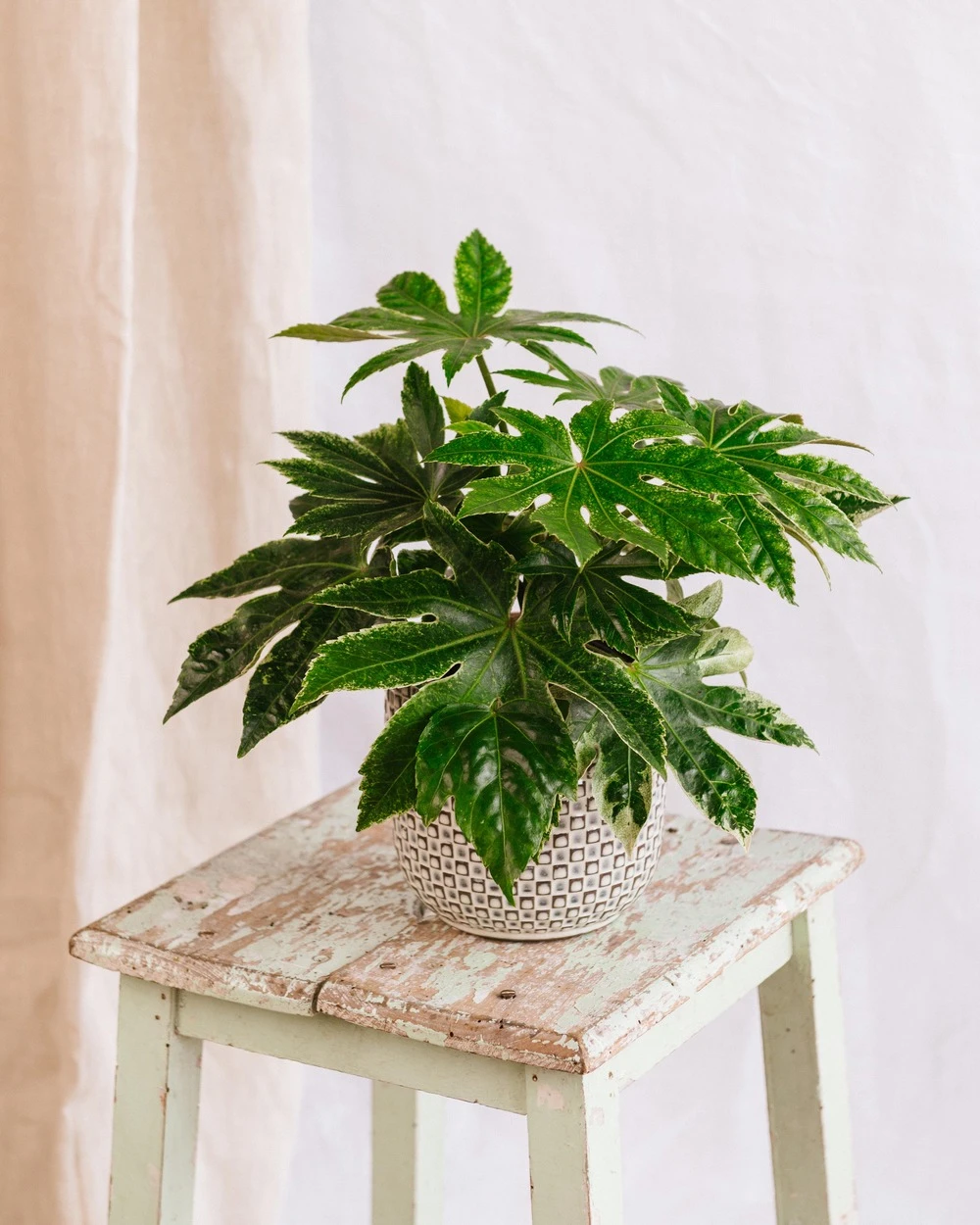 Plante D'intérieur - Fatsia Japonica 22cm 3 Plante D'intérieur - Fatsia Japonica 22cm