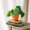Plante D'intérieur - Philodendron Scandens Brazil M 10cm 1 Plante D'intérieur - Philodendron Scandens Brazil M 10cm -Grasses Fleurs Soldes Boutique 64773f691e5d48.52018194