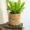 Plante D'intérieur - Asplenium Crispy Wave 20cm 1 Plante D'intérieur - Asplenium Crispy Wave 20cm -Grasses Fleurs Soldes Boutique 64773f6f1a29d8.31794298
