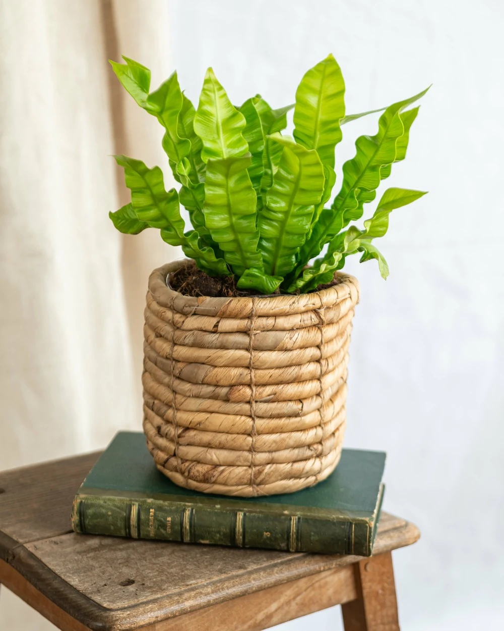 Plante D'intérieur - Asplenium Crispy Wave 20cm 3 Plante D'intérieur - Asplenium Crispy Wave 20cm