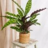 Plante D'intérieur - Calathea Lancifolia L 65cm 1 Plante D'intérieur - Calathea Lancifolia L 65cm -Grasses Fleurs Soldes Boutique 64773f794de6d0.14337275