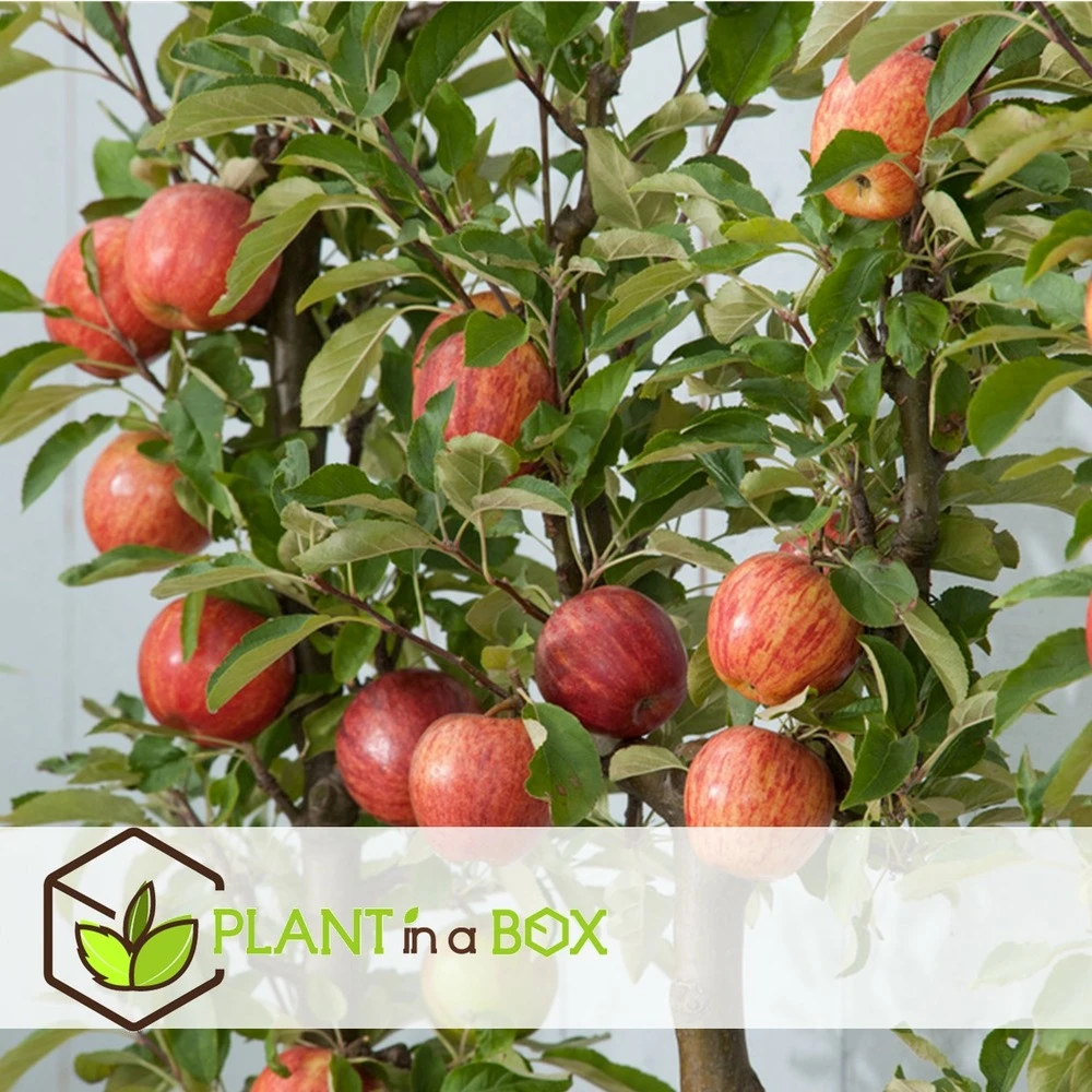 3 Pommes Différentes Sur 1 Arbre - Pot 17 Cm - Hauteur 60-70cm 4 3 Pommes Différentes Sur 1 Arbre - Pot 17 Cm - Hauteur 60-70cm – Image 2