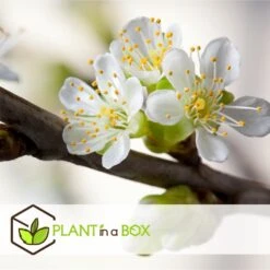 3 Pommes Différentes Sur 1 Arbre - Pot 17 Cm - Hauteur 60-70cm 9 3 Pommes Différentes Sur 1 Arbre - Pot 17 Cm - Hauteur 60-70cm -Grasses Fleurs Soldes Boutique 6478b275eb1777.08001142