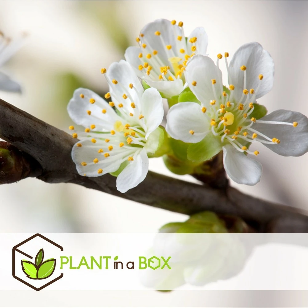 3 Pommes Différentes Sur 1 Arbre - Pot 17 Cm - Hauteur 60-70cm 6 3 Pommes Différentes Sur 1 Arbre - Pot 17 Cm - Hauteur 60-70cm – Image 4