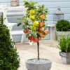 3 Pommes Différentes Sur 1 Arbre - Pot 17 Cm - Hauteur 60-70cm -Grasses Fleurs Soldes Boutique 6478b275f034b3.42805714