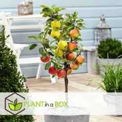 3 Pommes Différentes Sur 1 Arbre - Pot 17 Cm - Hauteur 60-70cm 8 3 Pommes Différentes Sur 1 Arbre - Pot 17 Cm - Hauteur 60-70cm -Grasses Fleurs Soldes Boutique 6478b276016da1.99677535