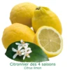 Citronnier Des 4 Saisons "citrus Limon" Tailles:pot De 9 Litres, Hauteur 80/100 Cm -Grasses Fleurs Soldes Boutique 6478cb740013f3.50754503