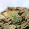 Tillandsia Ionantha Var. Ionantha - 4 à 6 Cm Volume - Lot De 10 -Grasses Fleurs Soldes Boutique 648861c06ff2d1.88479795
