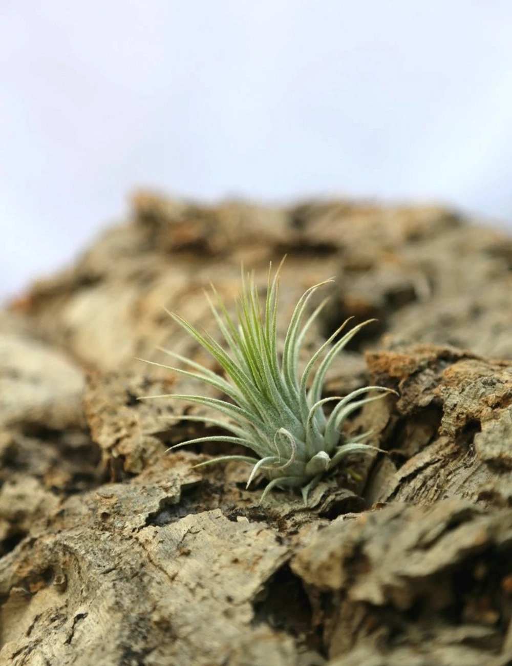 Tillandsia Ionantha Var. Ionantha - 4 à 6 Cm Volume - Lot De 10 3 Tillandsia Ionantha Var. Ionantha - 4 à 6 Cm Volume - Lot De 10