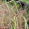 Drosera Binata 'marston Dragon' Caractéristique - Pot 9 Cm -Grasses Fleurs Soldes Boutique 648861c7948306.61710555