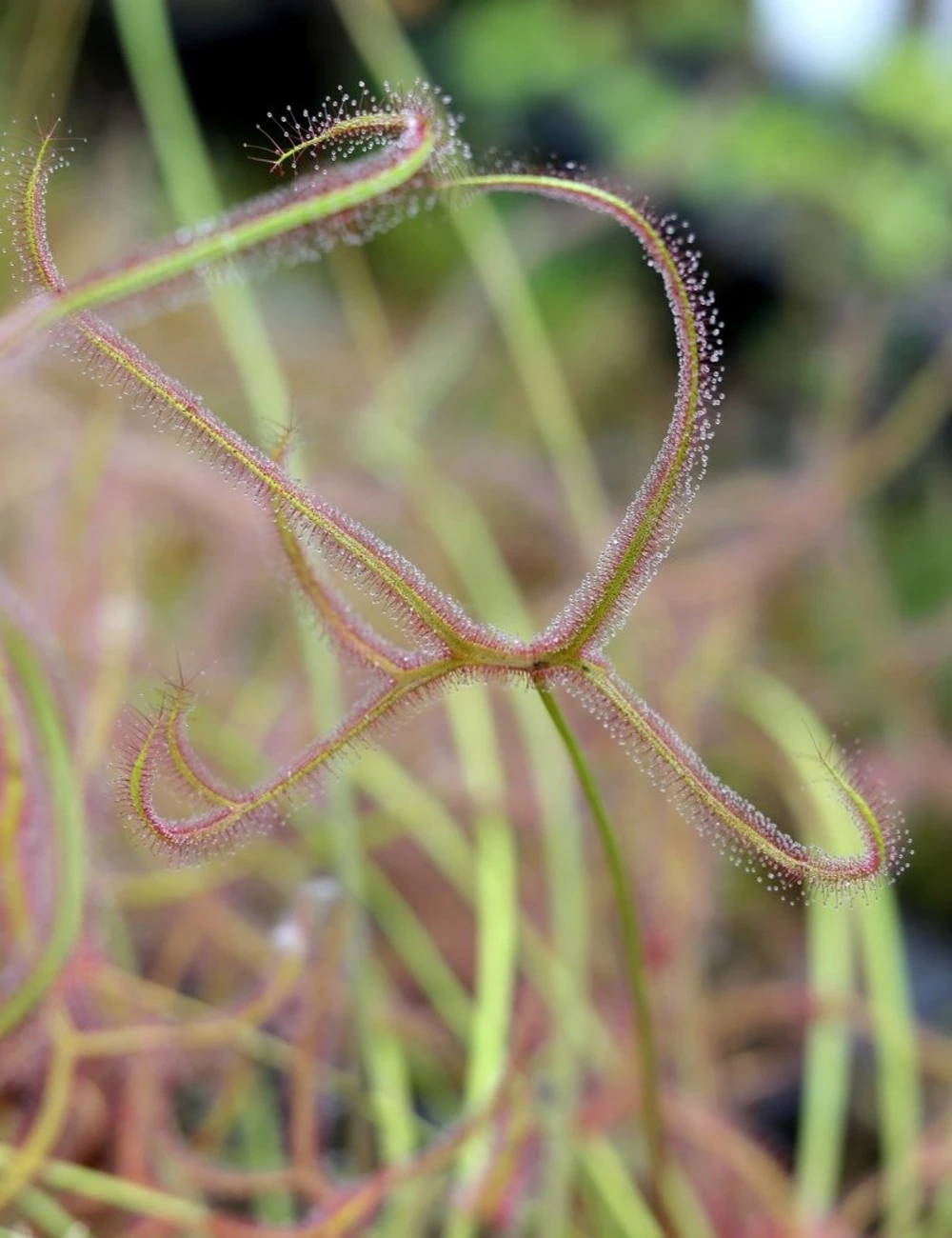 Drosera Binata 'marston Dragon' Caractéristique - Pot 9 Cm 3 Drosera Binata 'marston Dragon' Caractéristique - Pot 9 Cm