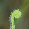 Drosera Filiformis Var. Tracyi Caractéristique - Pot 9 Cm -Grasses Fleurs Soldes Boutique 6495d318922ea2.20866348