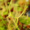 Drosera Binata Var. Dichotoma Caractéristique - Pot 9 Cm -Grasses Fleurs Soldes Boutique 6495d31c9c4f39.44535978