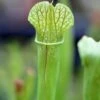 Sarracenia X (x Excellens X Readii) Caractéristique - Pot 12 Cm -Grasses Fleurs Soldes Boutique 6495d31d857e25.70515924
