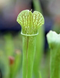 Sarracenia X (x Excellens X Readii) Caractéristique - Pot 12 Cm