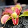 Dionaea Muscipula Bimbo Caractéristique - Pot 7 Cm -Grasses Fleurs Soldes Boutique 6495d31e157a34.42966304