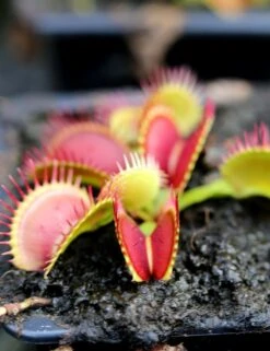 Dionaea Muscipula Bimbo Caractéristique - Pot 7 Cm