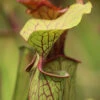 Sarracenia Oreophila 'sand Mountain' Caractéristique - Pot 12 Cm -Grasses Fleurs Soldes Boutique 6495d31e890a81.48519601