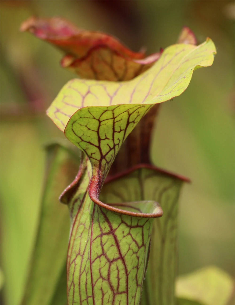 Sarracenia Oreophila 'sand Mountain' Caractéristique - Pot 12 Cm 3 Sarracenia Oreophila 'sand Mountain' Caractéristique - Pot 12 Cm