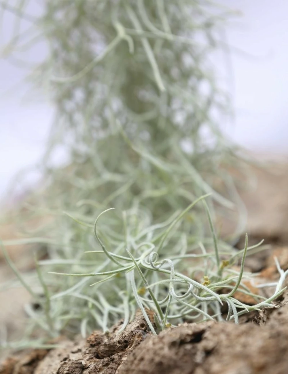 Tillandsia Usneoides Large Argenté - 40 à 60 Cm 3 Tillandsia Usneoides Large Argenté - 40 à 60 Cm