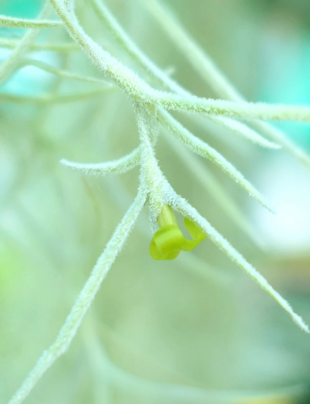 Tillandsia Usneoides Large Argenté - 40 à 60 Cm 4 Tillandsia Usneoides Large Argenté - 40 à 60 Cm – Image 2