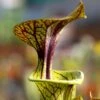 Sarracenia Flava Var. Ornata Caractéristique - Pot 12 Cm 2 Sarracenia Flava Var. Ornata Caractéristique - Pot 12 Cm -Grasses Fleurs Soldes Boutique 6495d3202e5a06.91982726
