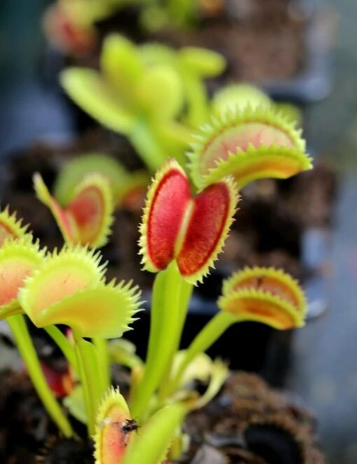 Dionaea Muscipula 'uk Sawtooth Ii' Caractéristique - Pot 7 Cm 2 Dionaea Muscipula 'uk Sawtooth Ii' Caractéristique - Pot 7 Cm -Grasses Fleurs Soldes Boutique 6495d321381e03.93250788