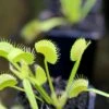 Dionaea Muscipula 'dentate' Clone 2 Caractéristique - Pot 7 Cm 1 Dionaea Muscipula 'dentate' Clone 2 Caractéristique - Pot 7 Cm -Grasses Fleurs Soldes Boutique 6495d32210cbf6.95400712