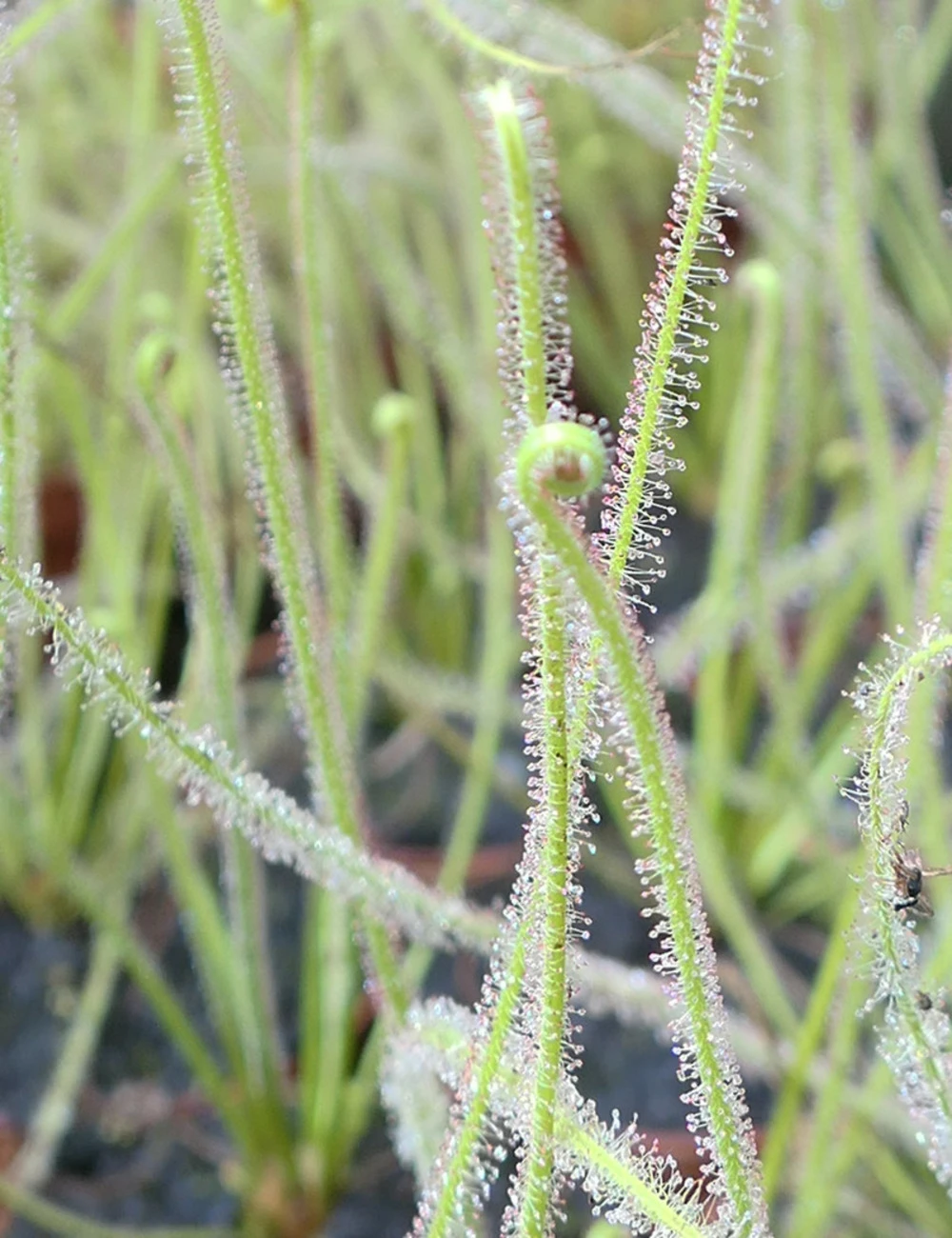 Drosera Filiformis 'florida Giant' Caractéristique - Pot 9 Cm 3 Drosera Filiformis 'florida Giant' Caractéristique - Pot 9 Cm