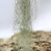 Tillandsia Usneoides 'forme Verte' - 40 à 60 Cm 2 Tillandsia Usneoides 'forme Verte' - 40 à 60 Cm -Grasses Fleurs Soldes Boutique 6495d32362d713.43723026