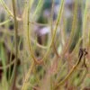 Drosera Binata Var. Dichotoma Forme Géante Caractéristique - Pot 9 Cm 1 Drosera Binata Var. Dichotoma Forme Géante Caractéristique - Pot 9 Cm -Grasses Fleurs Soldes Boutique 6495d323cbdd08.60452973