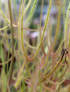 Drosera Binata Var. Dichotoma Forme Géante Caractéristique - Pot 9 Cm