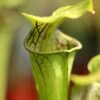 Sarracenia Oreophila Caractéristique - Pot 12 Cm 1 Sarracenia Oreophila Caractéristique - Pot 12 Cm -Grasses Fleurs Soldes Boutique 6495d32443f332.69817879