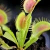 Dionaea Funnel Trap - Dionée Trichtefalle Caractéristique - Pot 7 Cm 2 Dionaea Funnel Trap - Dionée Trichtefalle Caractéristique - Pot 7 Cm -Grasses Fleurs Soldes Boutique 6495d3255fdd00.18276783