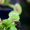 Dionaea Dentata Caractéristique - Pot 7 Cm -Grasses Fleurs Soldes Boutique 6495d325bae186.77903891